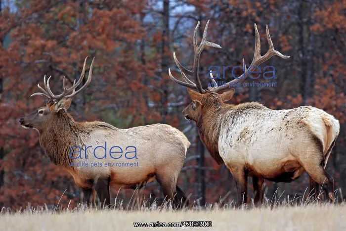 : Elk / Wapiti - in woodland : Elk / Wapiti - in woodland