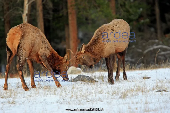 : Elk / Wapiti - two young males sparring : Elk / Wapiti - two young males sparring