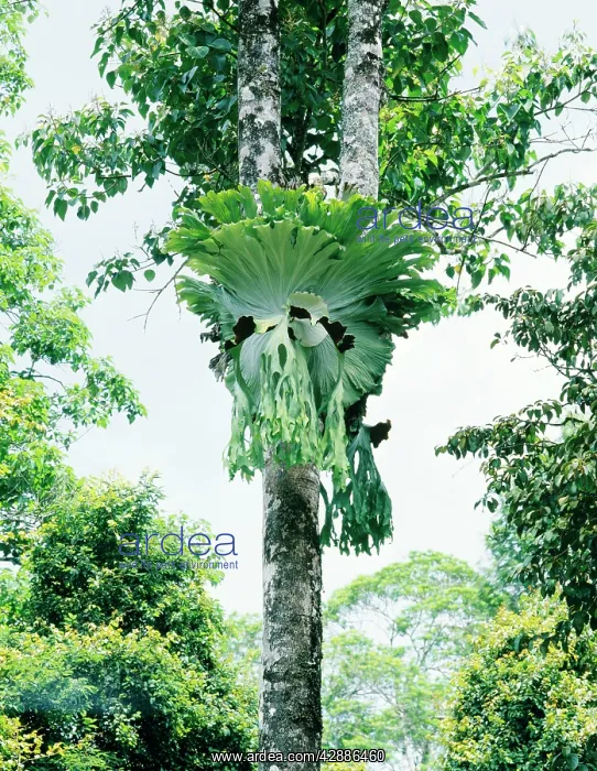  : Elkhorn  /  Staghorn fern