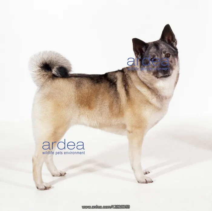 : Elkhound Dog : Elkhound Dog