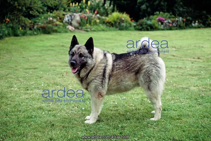  : Elkhound DOG - side view