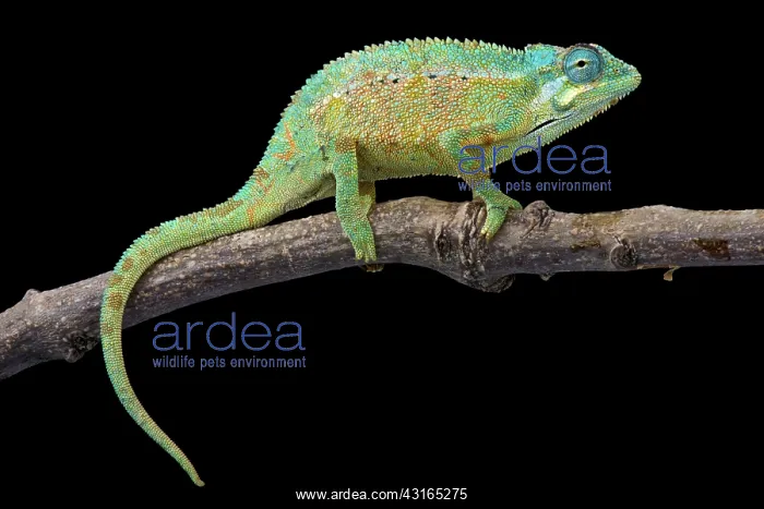 : Elliot's chameleon (Trioceros ellioti), Tanzania : Elliot's chameleon (Trioceros ellioti), Tanzania