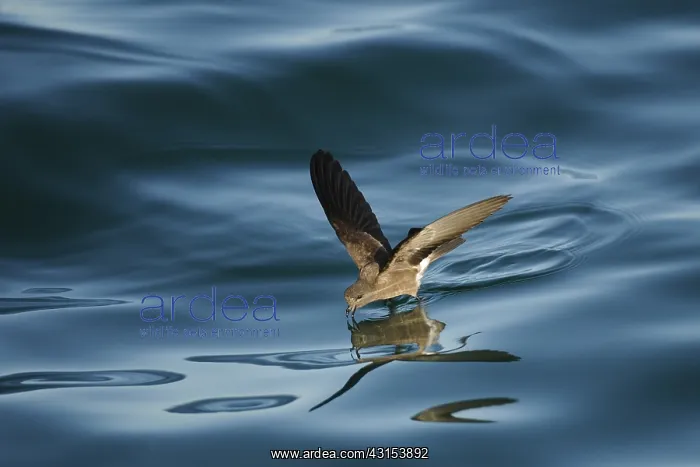  : Elliot's Storm Petrel
