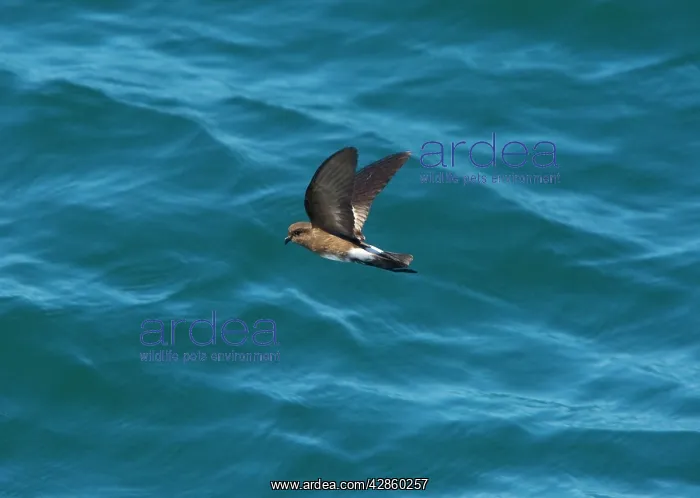  : Elliot's Storm Petrel  /  White-vented Storm Petrel