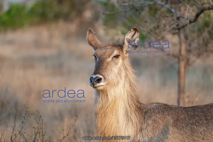 : Elliptic waterbuck (Kobus ellipsipiprymnus) : Elliptic waterbuck (Kobus ellipsipiprymnus)
