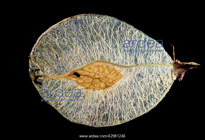  : Elm - Achene