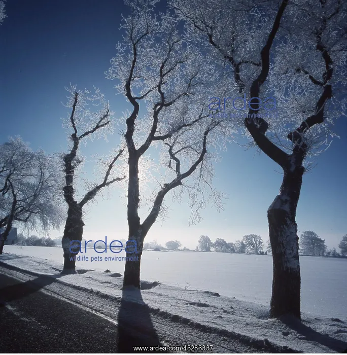 : ELM TREE - snow in winter : ELM TREE - snow in winter