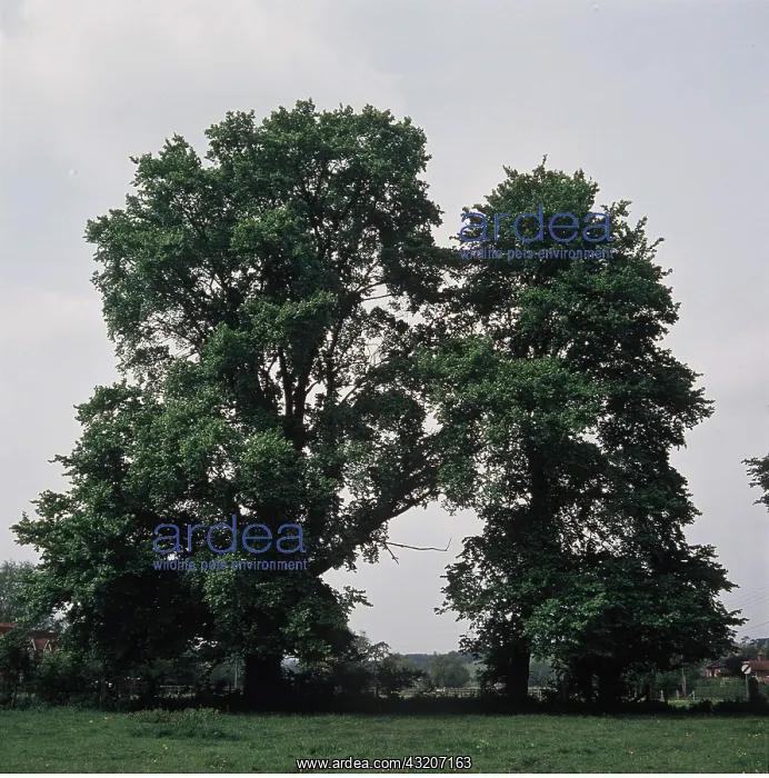 : ELM TREES : ELM TREES