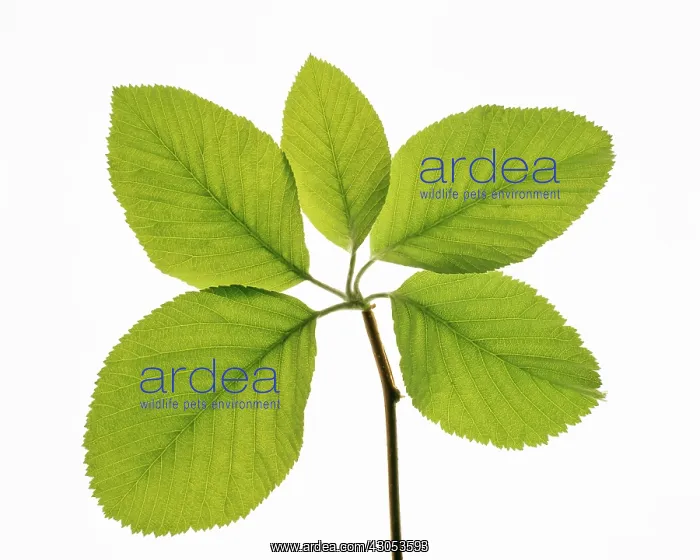 : Elm, Ulmus : Elm, Ulmus