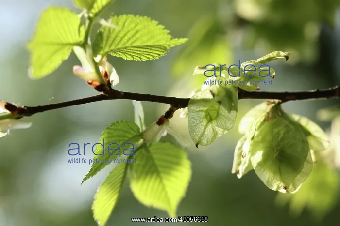  : Elm, Ulmus glabra