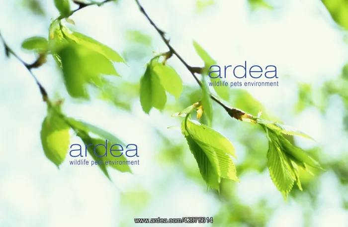  : Elm, Ulmus procera