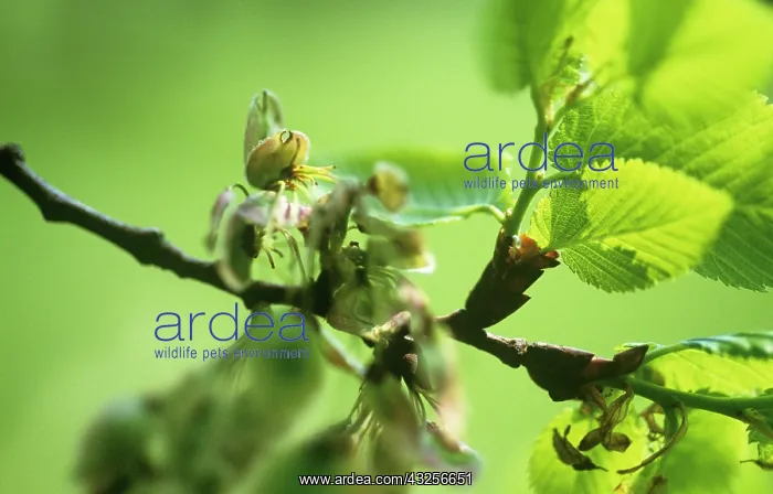 : Elm, Ulmus procera : Elm, Ulmus procera