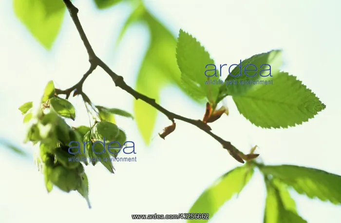 : Elm, Ulmus procera : Elm, Ulmus procera