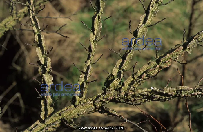: Elm with Wingbark virus : Elm with Wingbark virus
