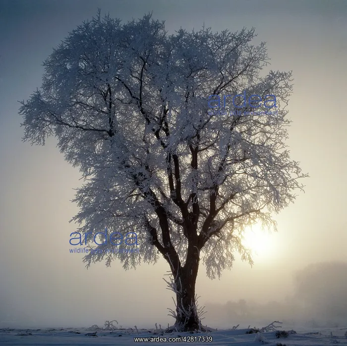 : ELM - in winter