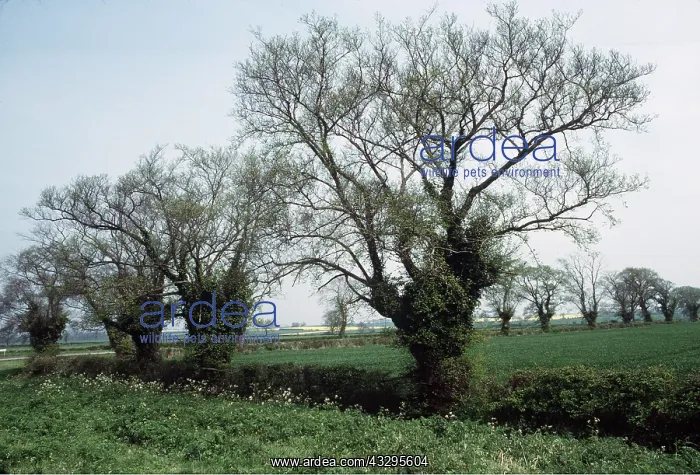 : ELMS - pollarded : ELMS - pollarded