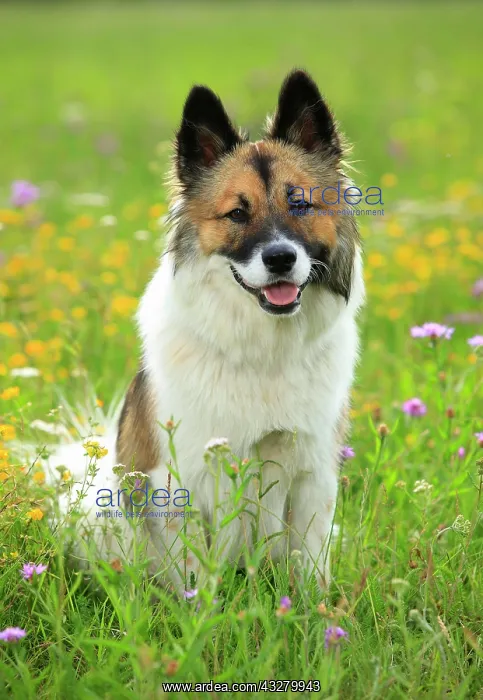 : Elo, bitch, 11 months, sitting in a flower meadow : Elo, bitch, 11 months, sitting in a flower meadow