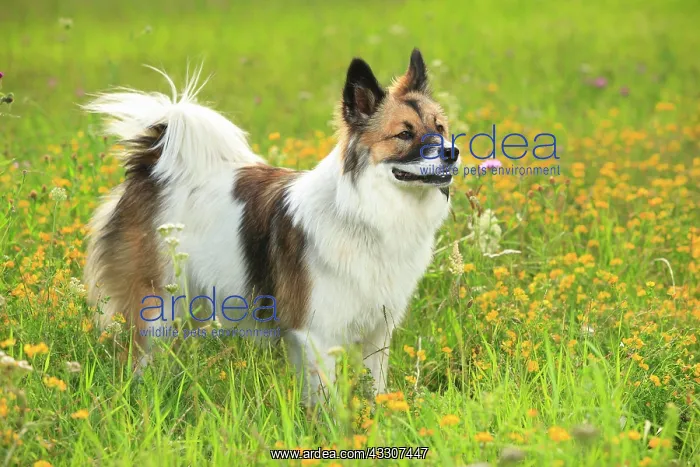  : Elo, bitch, 11 months, standing in flower meadow