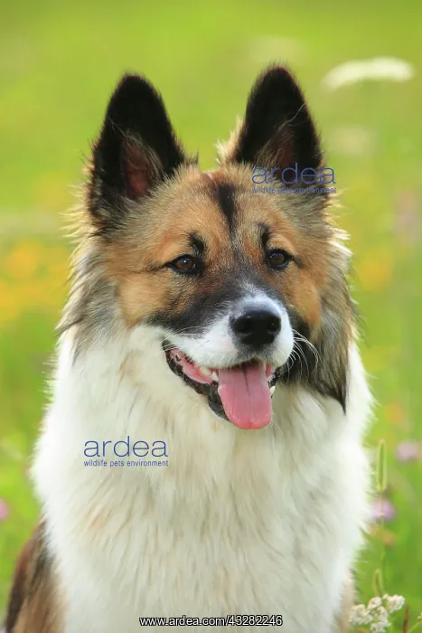 : Elo, female, 11 months, animal portrait : Elo, female, 11 months, animal portrait