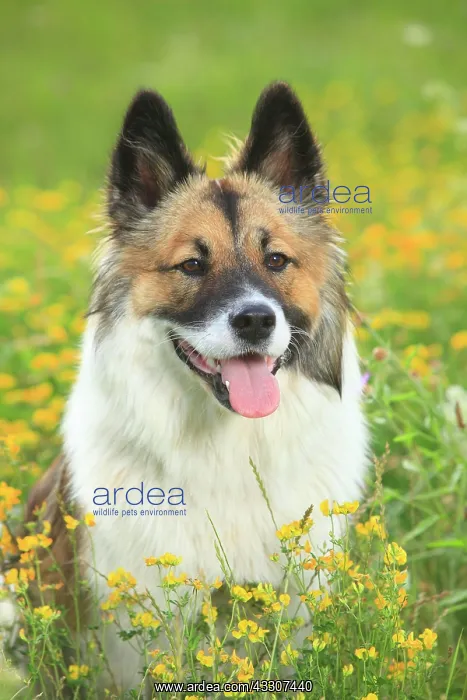 : Elo, female, 11 months, sitting in a flower meadow : Elo, female, 11 months, sitting in a flower meadow