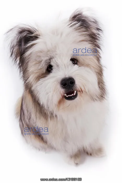  : Elo, puppy, sitting with a slightly open snout
