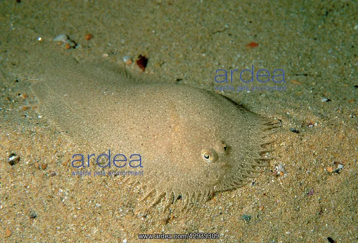 : Elongated flounder, found in shallow coastal bays : Elongated flounder, found in shallow coastal bays