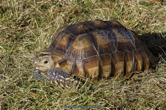 : Elongated Tortoise : Elongated Tortoise