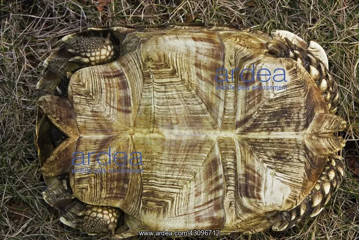 : Elongated Tortoise : Elongated Tortoise