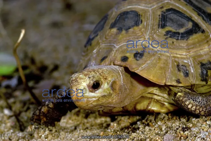 : Elongated Tortoise : Elongated Tortoise