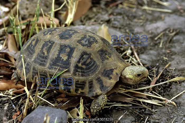 : Elongated Tortoise, Cambodia : Elongated Tortoise, Cambodia