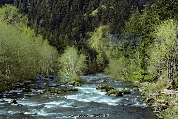 : Elwha River between Lake Mills and Lake Aldwell : Elwha River between Lake Mills and Lake Aldwell