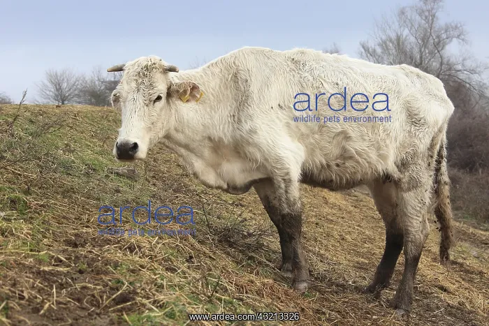 : Emaciated cow in winter at Lake Kerkini Greece : Emaciated cow in winter at Lake Kerkini Greece