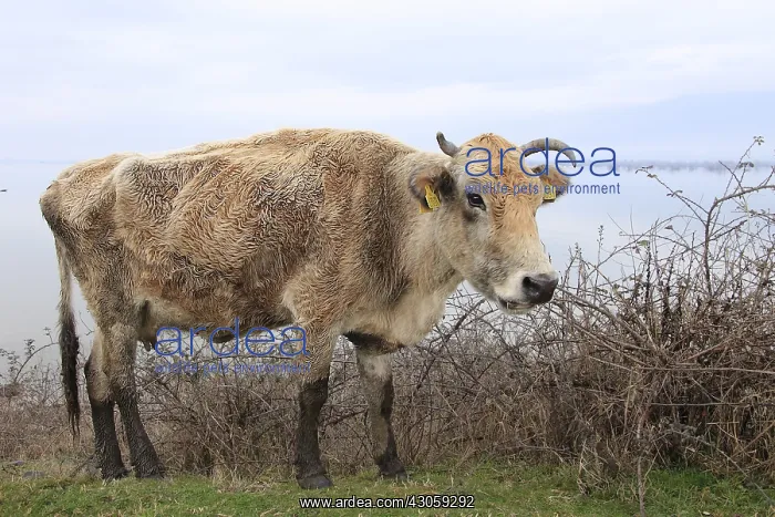 : Emaciated cows in winter Lake Kerkini Greece : Emaciated cows in winter Lake Kerkini Greece