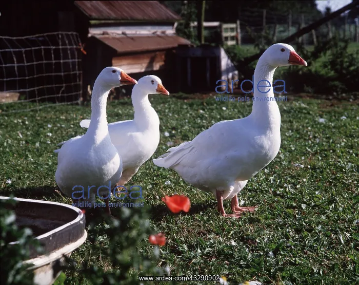 : EMBDEN GOOSE - three : EMBDEN GOOSE - three