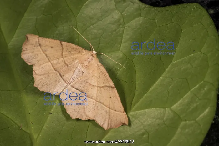 : Embellished thorn (Campaea honoraria) resting on : Embellished thorn (Campaea honoraria) resting on