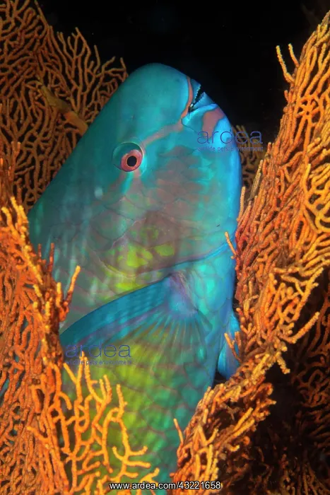 : Ember parrotfish (Scarus rubroviolaceus) having : Ember parrotfish (Scarus rubroviolaceus) having