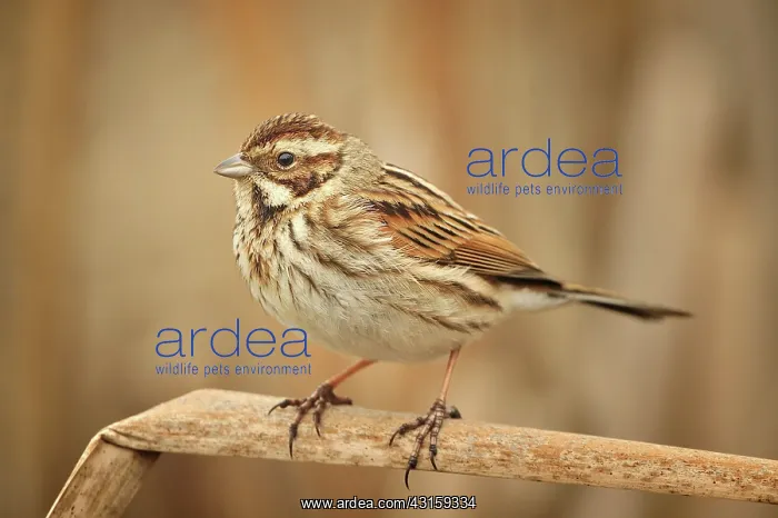 : Emberiza schoeniclus Emberiza : Emberiza schoeniclus Emberiza