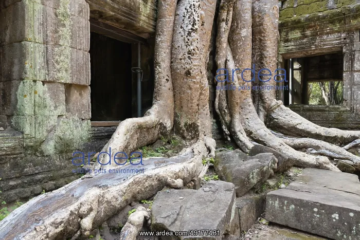 : Embraced by the roots of the Bohdi tree : Embraced by the roots of the Bohdi tree