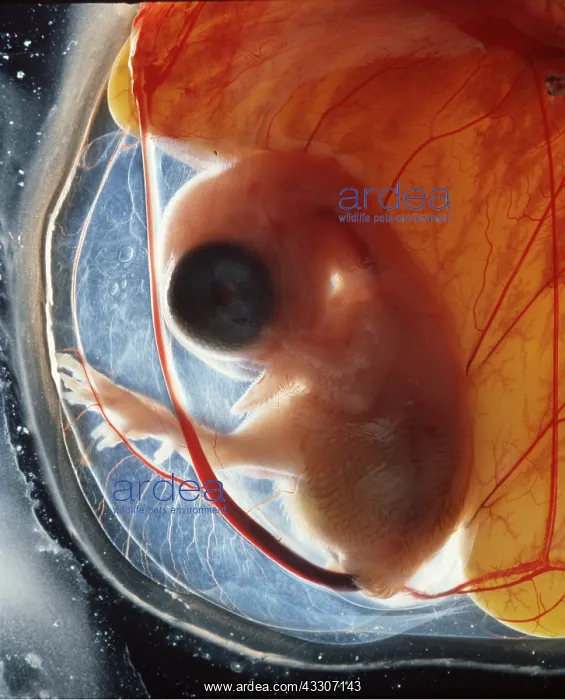 : EMBRYO OF CHICKEN AT 12 DAYS : EMBRYO OF CHICKEN AT 12 DAYS
