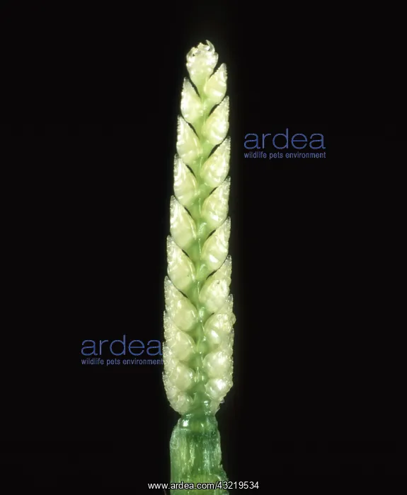 : Embryo ear of wheat : Embryo ear of wheat
