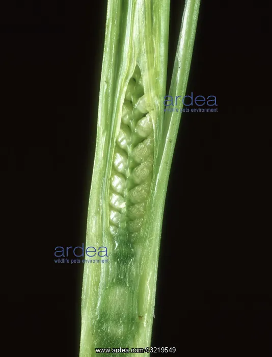 : Embryo ear of wheat : Embryo ear of wheat