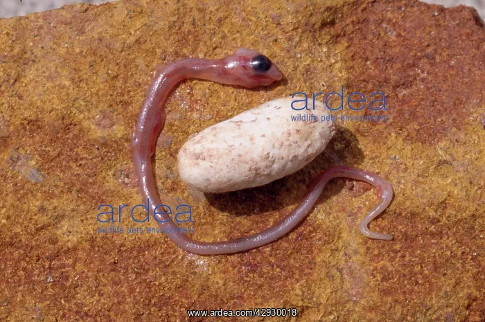 : Embryonic Snake - & egg