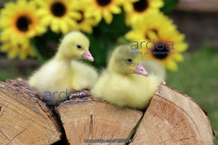: Emden Geese - two domestic goslings resting together : Emden Geese - two domestic goslings resting together