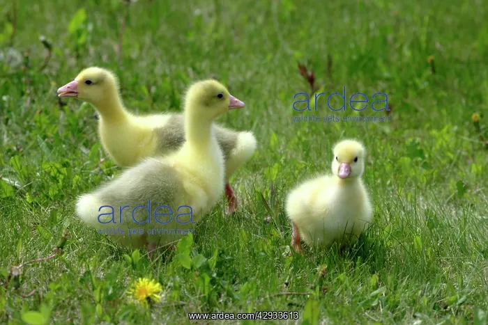 : Emden Goose - three domestic goslings : Emden Goose - three domestic goslings