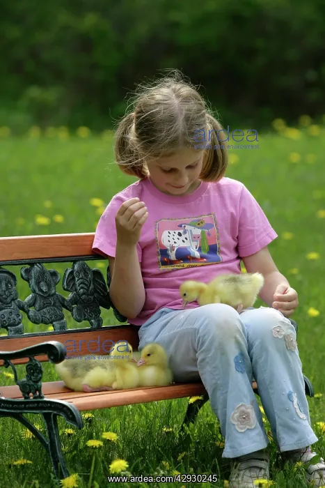 : Emden Goose - three domestic goslings on bench : Emden Goose - three domestic goslings on bench