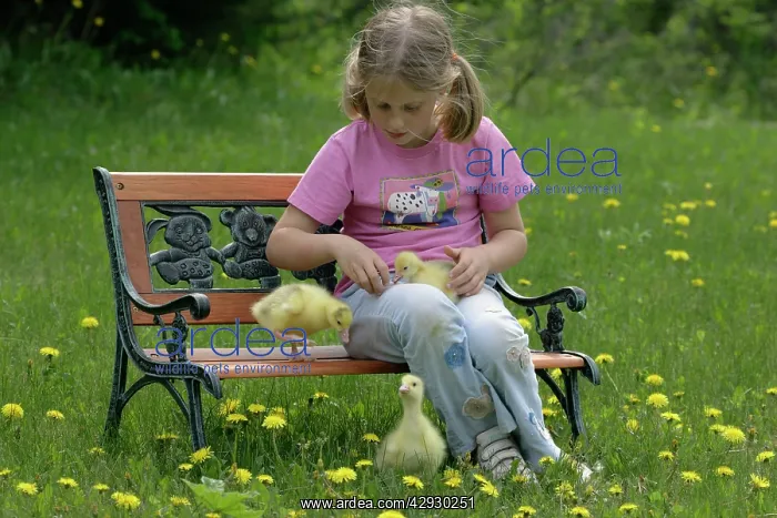 : Emden Goose - three domestic goslings on bench with girl : Emden Goose - three domestic goslings on bench with girl