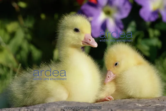 : Emden Goose - two domestic goslings, in garden : Emden Goose - two domestic goslings, in garden
