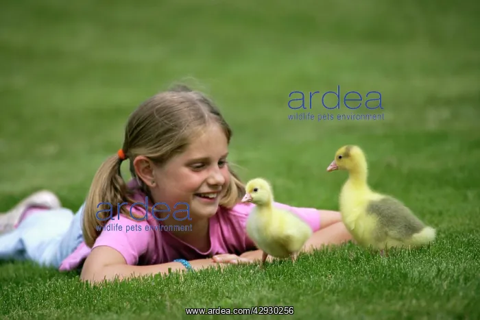 : Emden Goose - two domestic goslings, being watched by girl : Emden Goose - two domestic goslings, being watched by girl