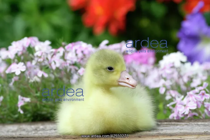 : Emden Goose - gosling sitting amongst flowers : Emden Goose - gosling sitting amongst flowers