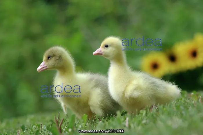 : Emden Goose - two goslings : Emden Goose - two goslings